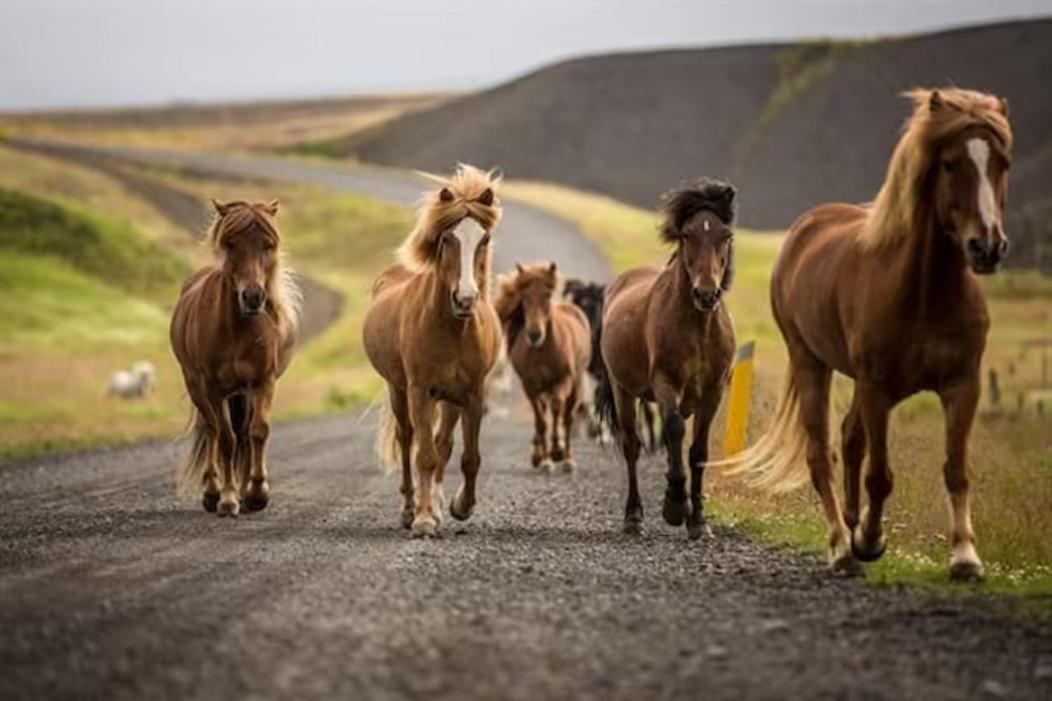 Vila Flugumyri 2 Varmahlid  Exteriér fotografie